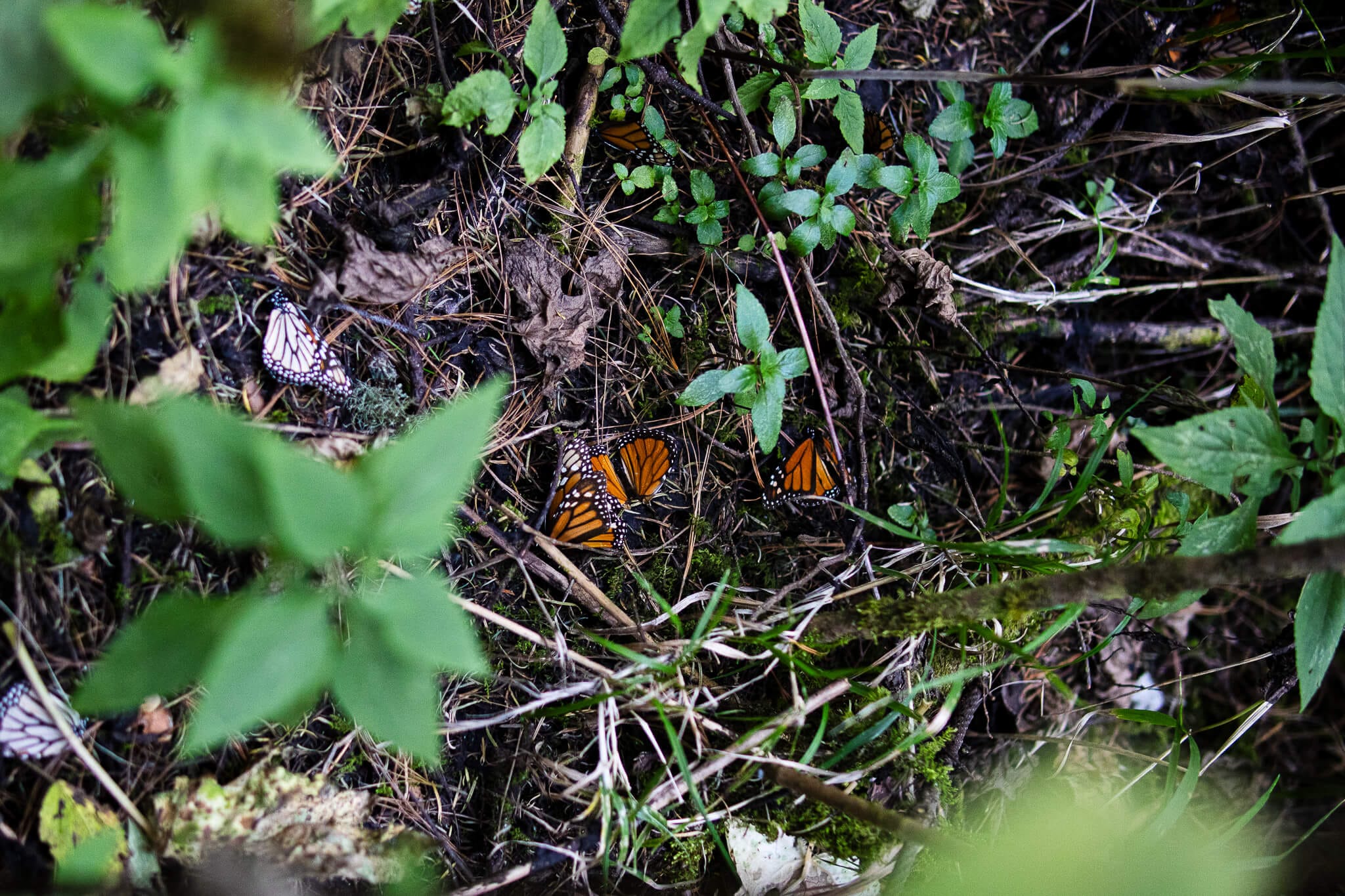 🦋 Descubre el Fascinante Espectáculo de la Mariposa Monarca en Valle de Bravo, México